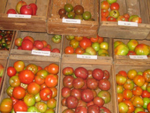 Cover photo for Heirloom Tomatoes Galore at Waynesville Research Station-some history
