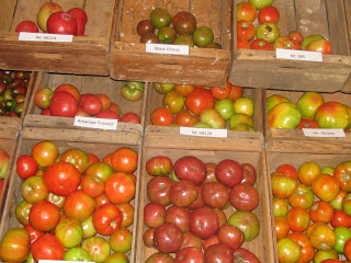 boxes of tomatoes from tomato study