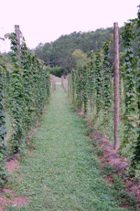 Cover photo for The first NC hop yard tour