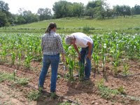 Chris Sawyer and Sue Colucci examining a corn plant