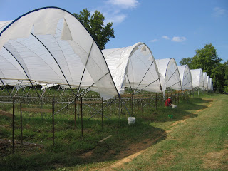 Haygrove high tunnels