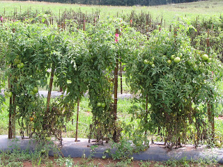 healthy looking tomato plants displaying late blight resistance