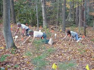 several people planting bloodroot in the woods