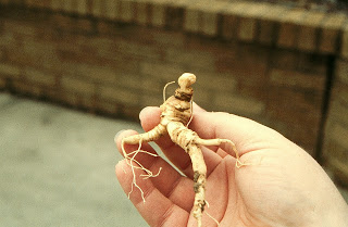 ginseng root