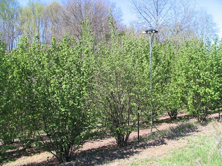 rows of trees in a producing truffle orchard