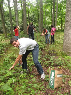 researchers working in medicinal herb plantings