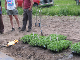 several flats of tomato transplants ready for planting