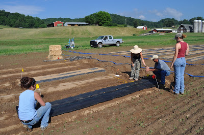 pulling plastic off the research plots