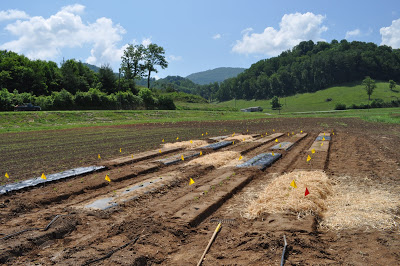 putting down landscape cloth