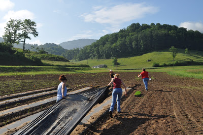 pulling plastic off the research plots