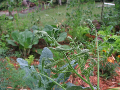 Damaged tomato plant in Asheville garden