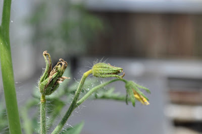 damage on flower buds of plants grown with suspect composted manure