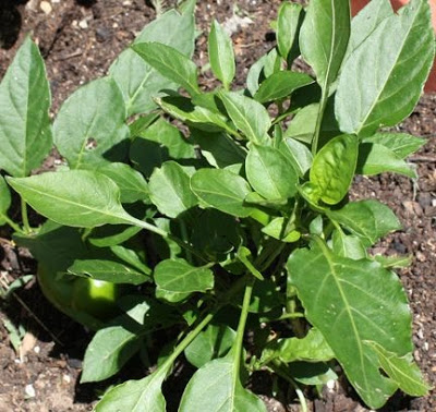 Undamaged pepper plant in Asheville garden