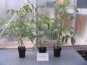 tomatoes grown five weeks in potting mix with hay on top