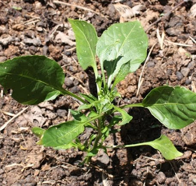 Damaged pepper plant (where manure was used) in Asheville garden
