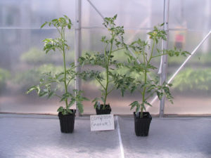 Tomatoes grown for five weeks in manure compost and potting mix