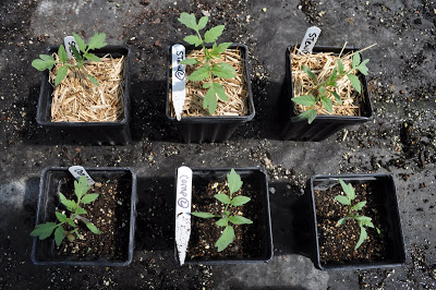 Three plants in top row planted with suspected hay and three in bottom row planted with suspected manure