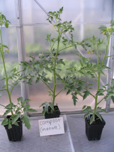 Tomatoes grown for five weeks in manure compost and potting mix