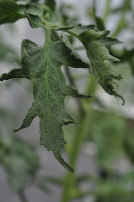 damage on leaves of plants grown with suspect composted manure