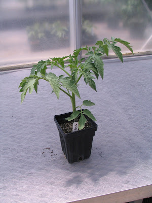 The control, grown in standard potting mix