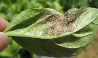 basil downy mildew sporulating on a leaf