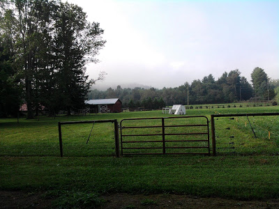 early morning pasture scene