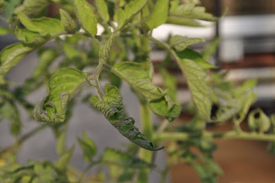 damage on tomato leaves