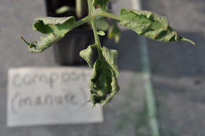 damage on tomato leaves