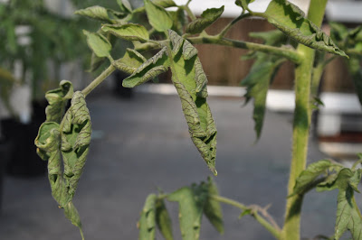 damage on tomato leaves