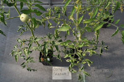 damage on tomato plants