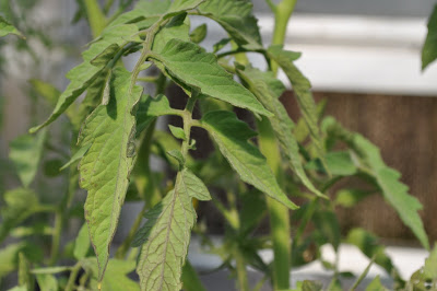 signs of damage on tomato leaves