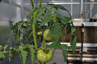 healthy-looking tomato plant with fruit