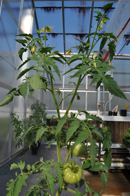 healthy looking tomato plant with flowers and fruit