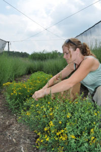 Cover photo for How Our Chinese Medicinal Herb Test Plots Were Doing in 2010