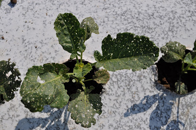 flea beetle damage on broccoli plant leaves