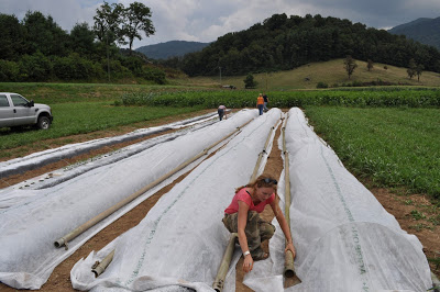 applying row covers to broccoli planting