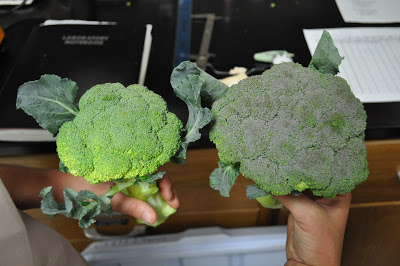 example of color differences between broccoli varieties