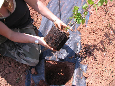 a young filbert tree and root ball before planting