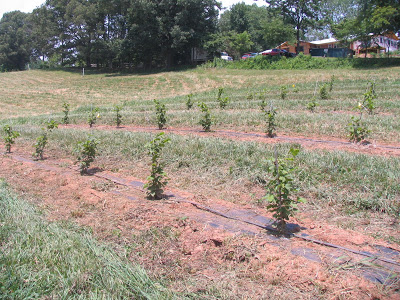 Filbert trees in late June