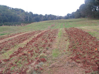 prepared truffle bed before planting trees