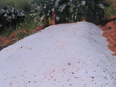 white plastic mulch showing damage
