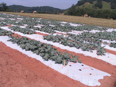 distant view of broccoli plot 