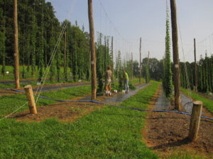 Cover photo for What Did Our Research Hop Yard Look Like in 2011?