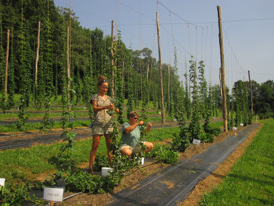 researchers harvesting hops