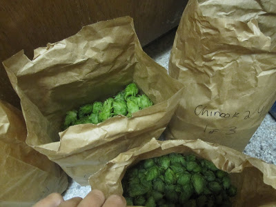 bags of hops drying
