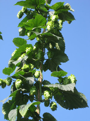 hop vine three weeks before harvest
