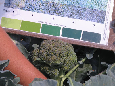 evaluating broccoli color