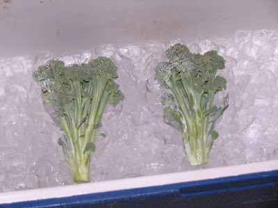 two broccoli samples on ice in a cooler