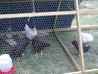 chickens in a wire coop