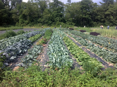 many rows of garden vegetables